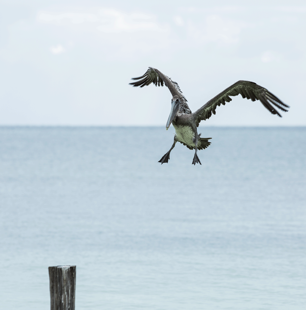 Karisma-resort-beach-mexico-pelican