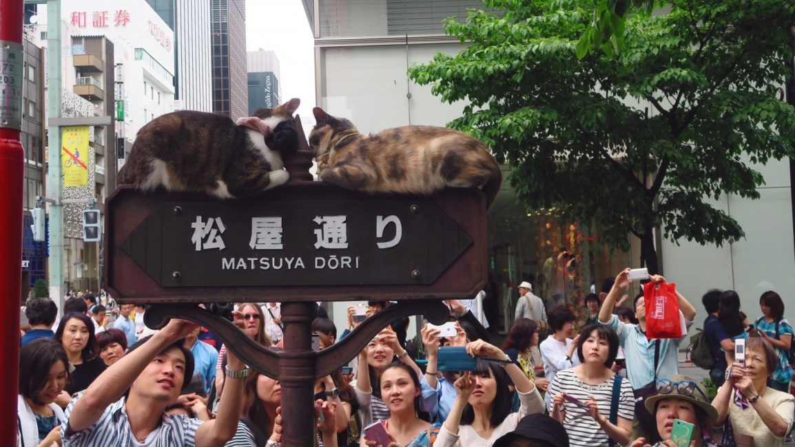 cats in tokyo